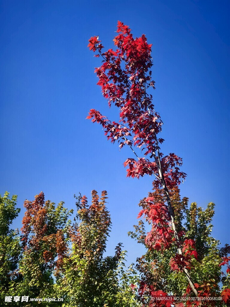 蓝天映衬红树花枝