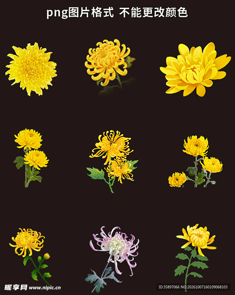 菊花素材