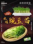 水培豌豆苗宣传海报