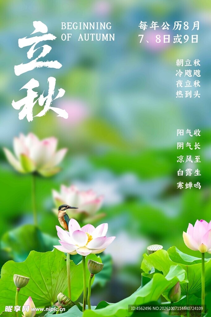 立秋荷塘节气海报