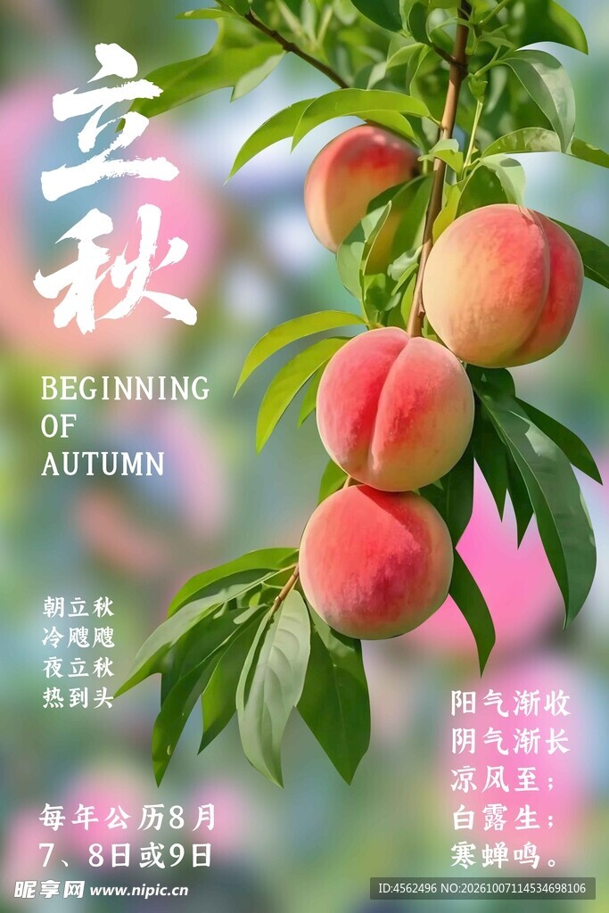 立秋蜜桃节气海报