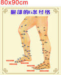腿部经络穴位示意图