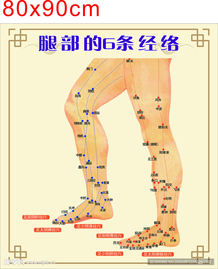 腿部经络穴位示意图
