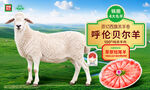 呼伦贝尔羊宣传海报