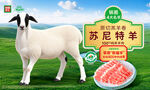 苏尼特羊宣传海报