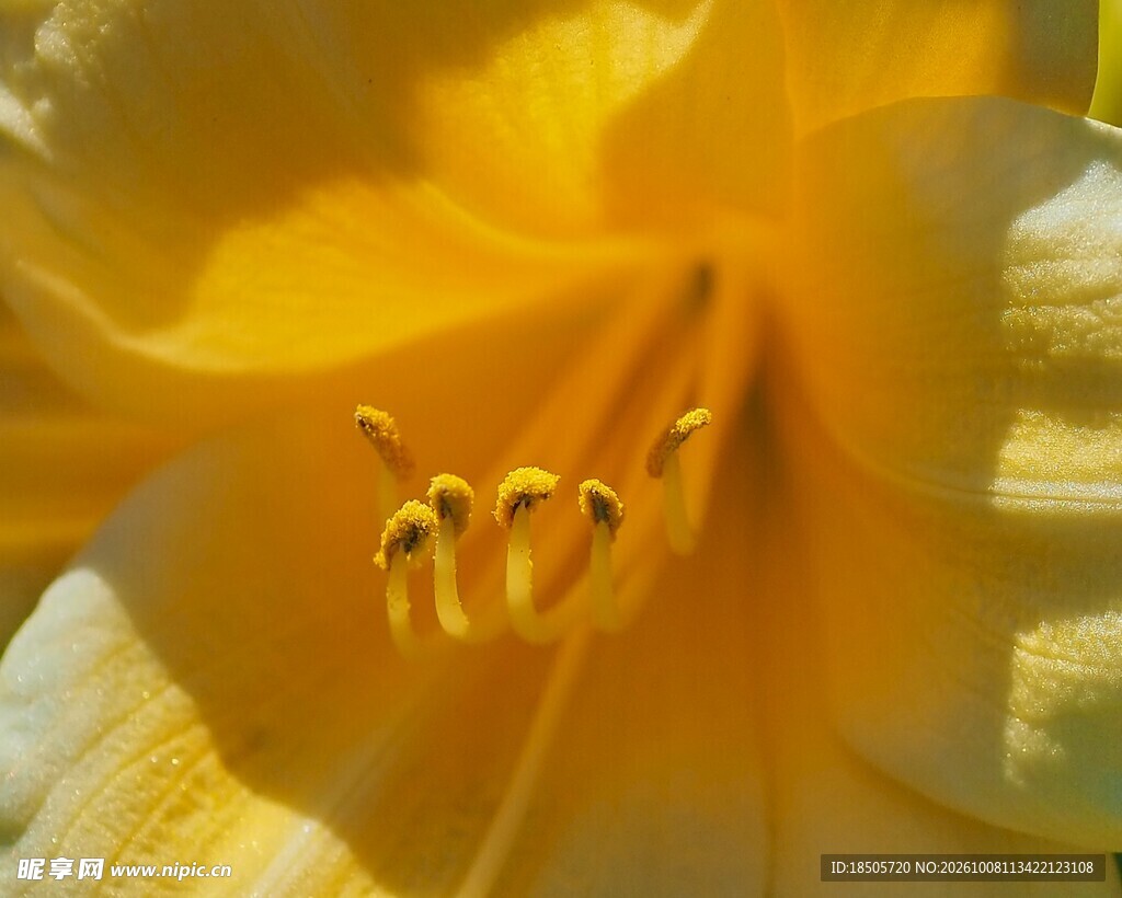 黄花花蕊微距特写