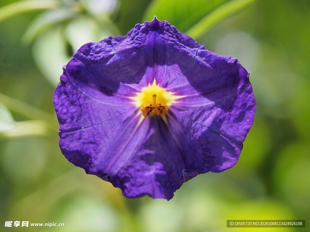 蓝紫色小花特写