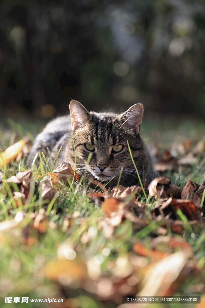草丛中潜伏的猫咪