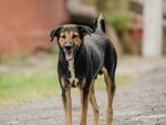 户外站立的宠物犬