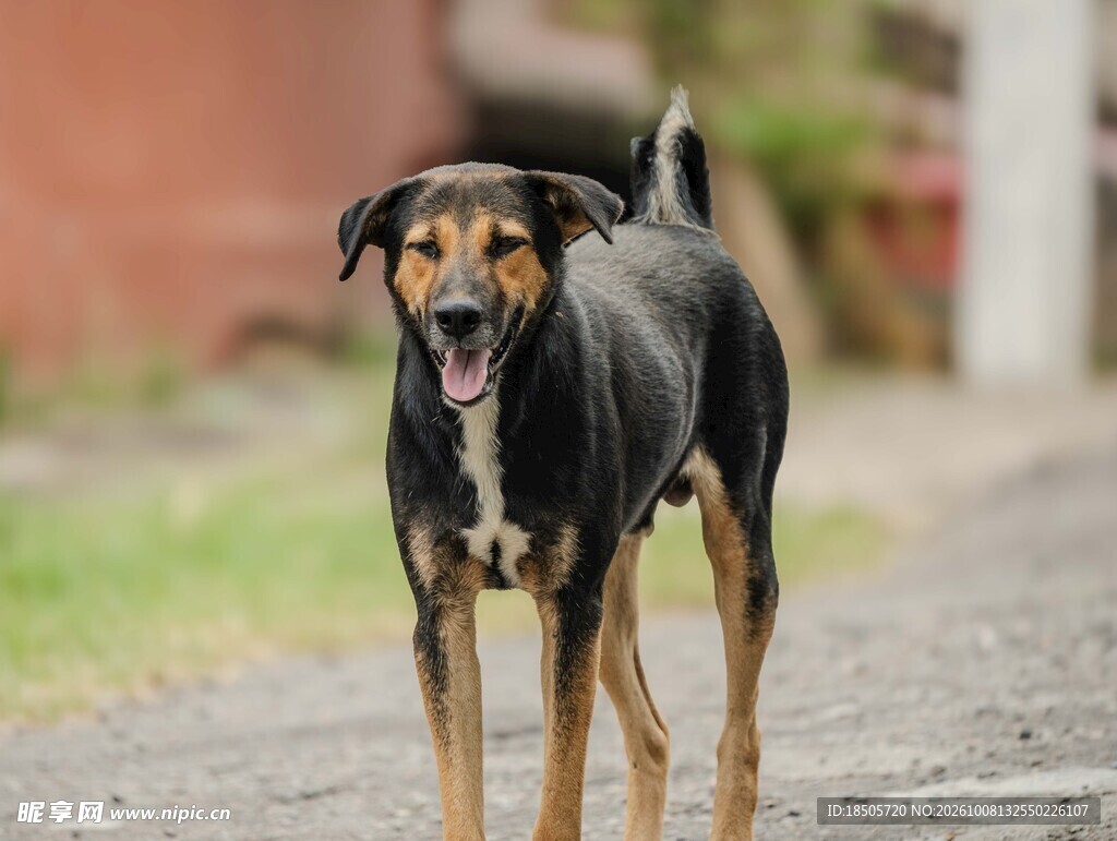 户外站立的宠物犬
