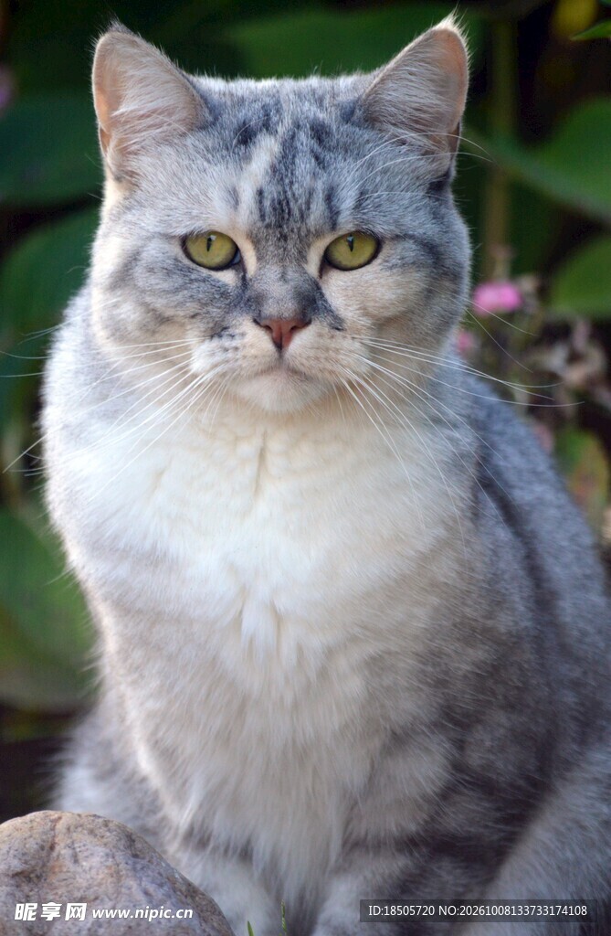 端坐的银虎斑猫咪