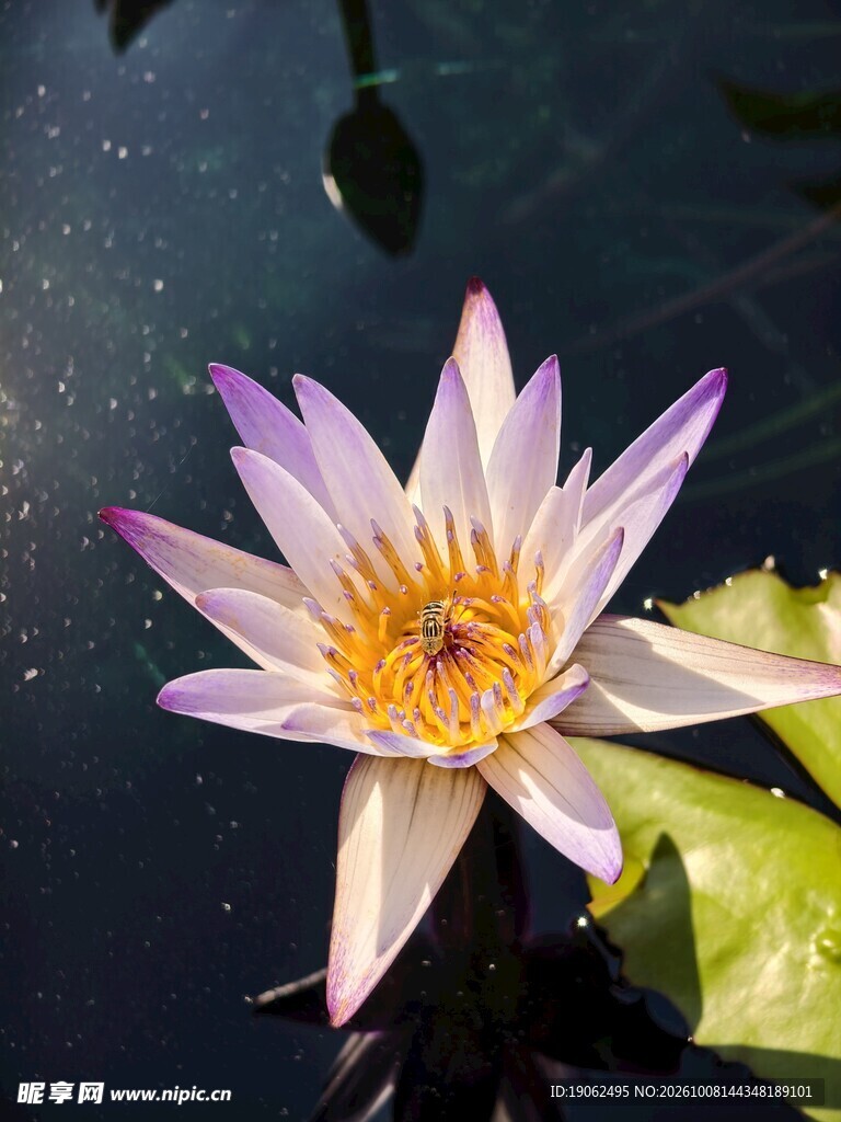 睡莲