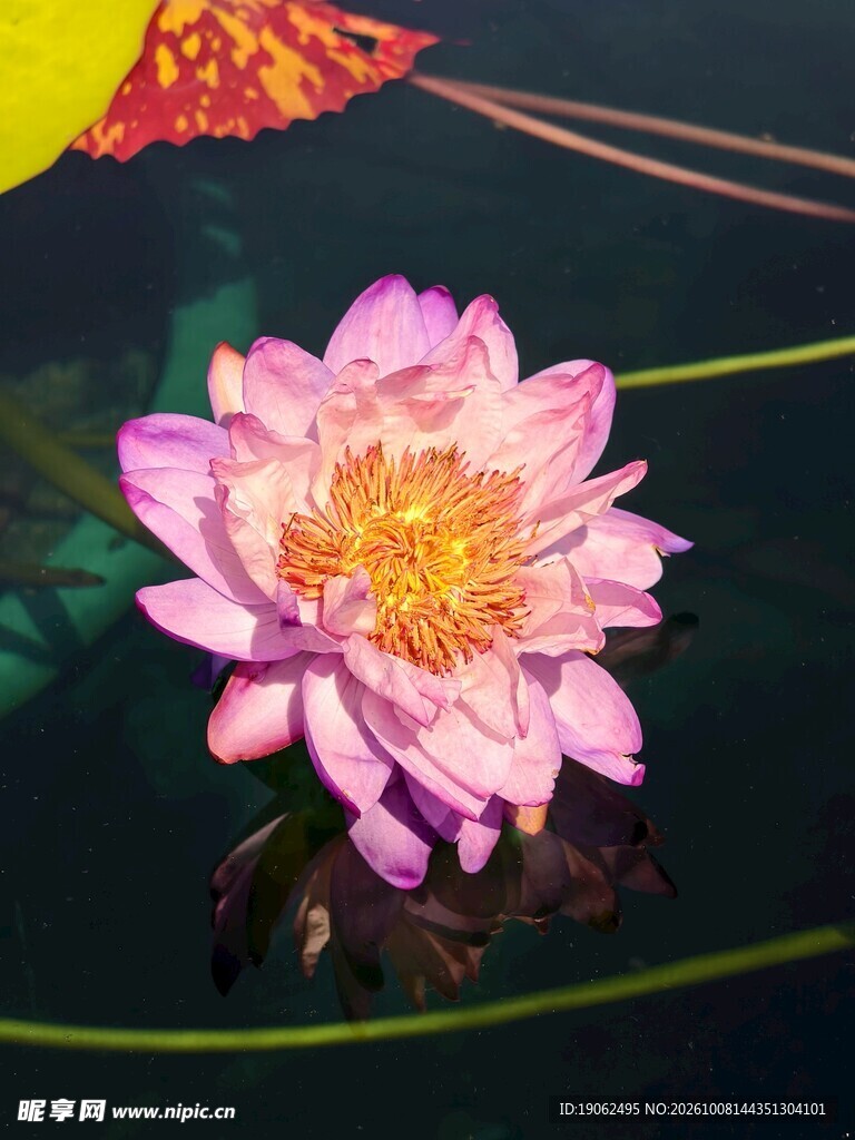 睡莲
