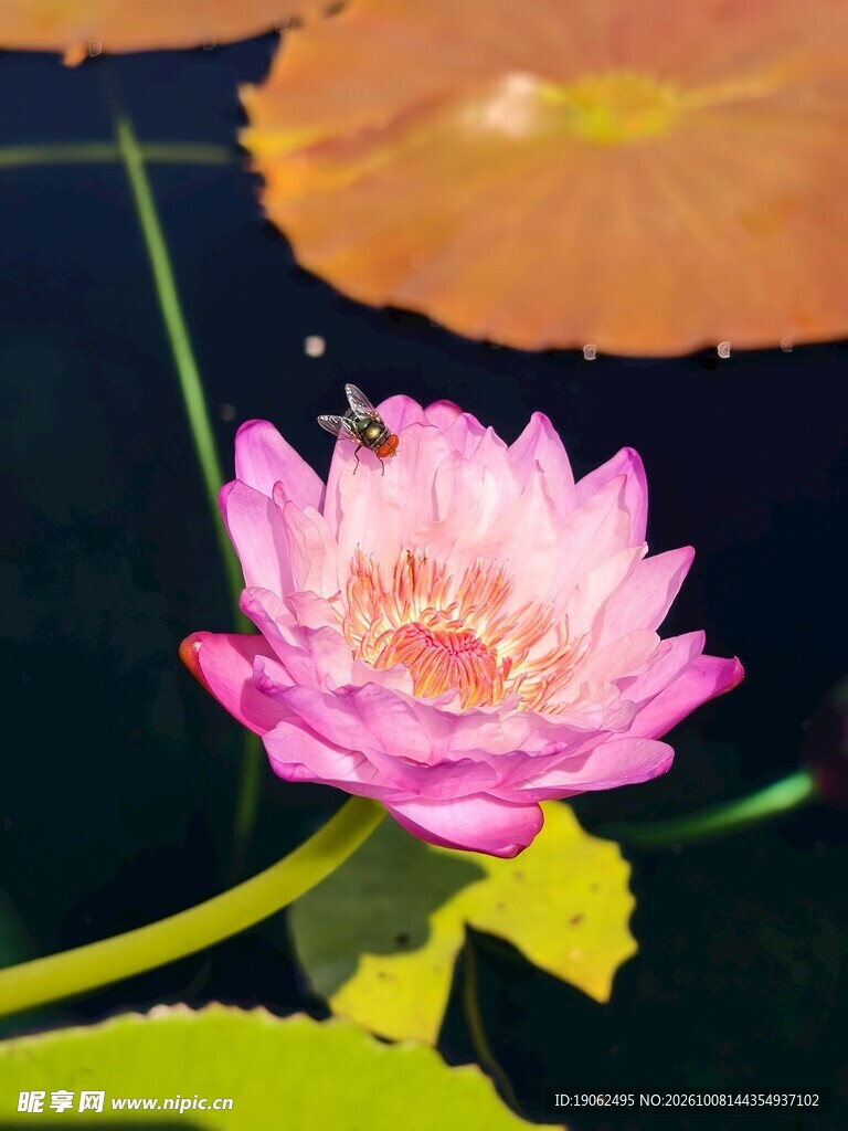 睡莲