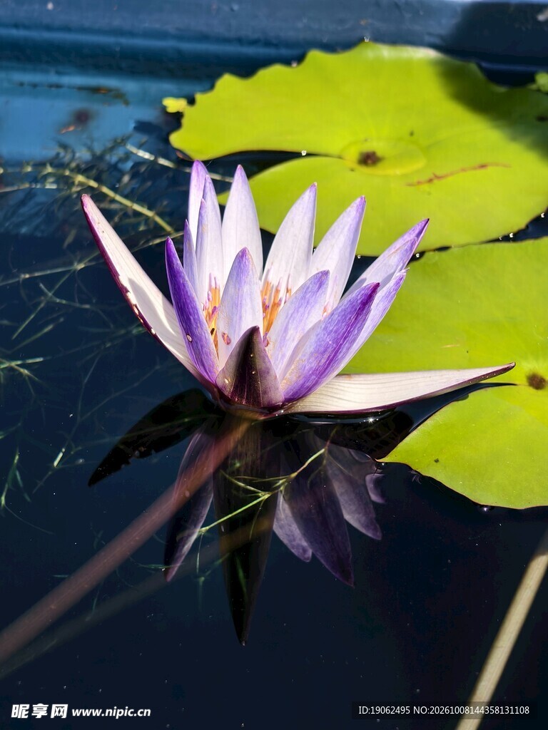 睡莲