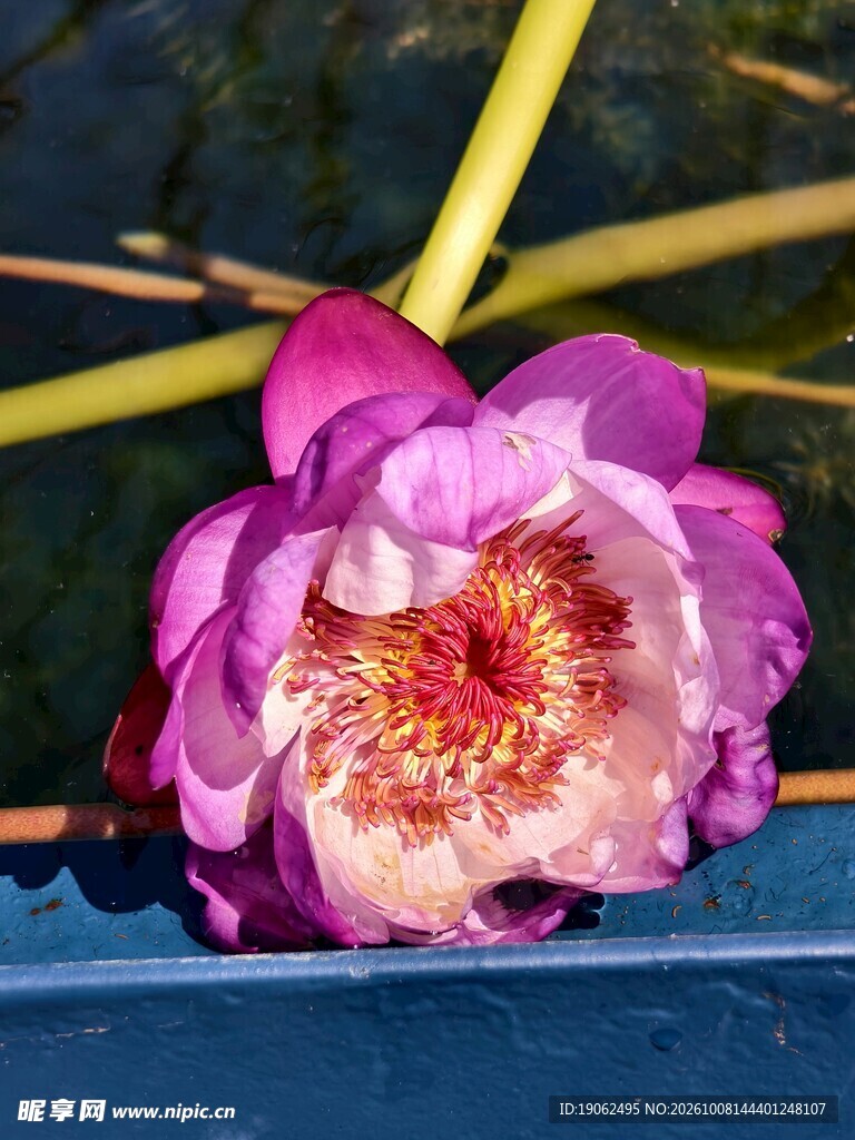 睡莲