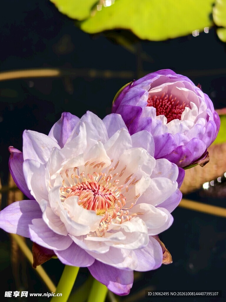 睡莲