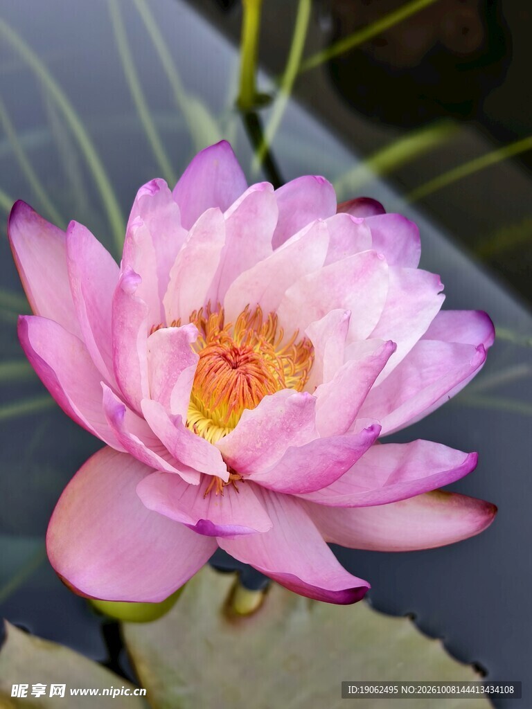 睡莲