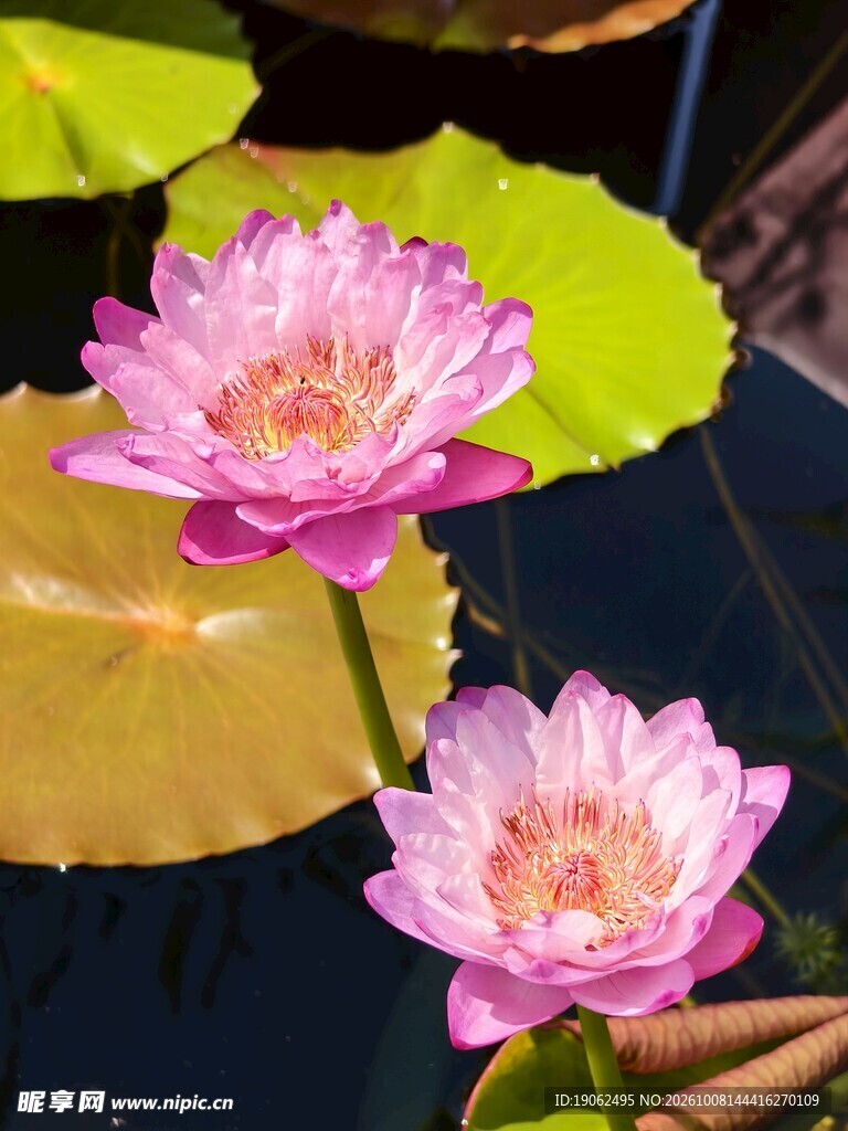 睡莲