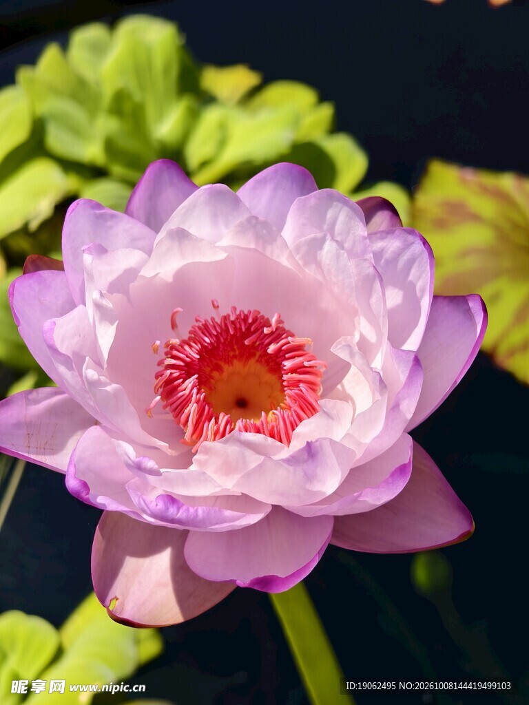睡莲