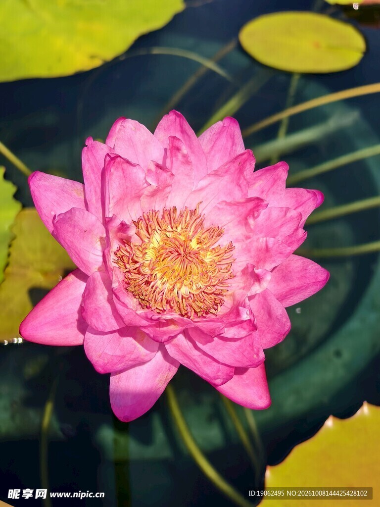 睡莲