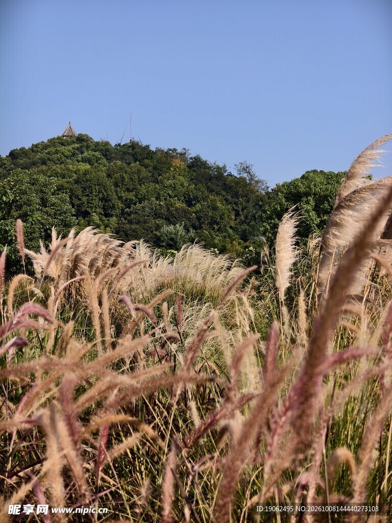 秋日芒草