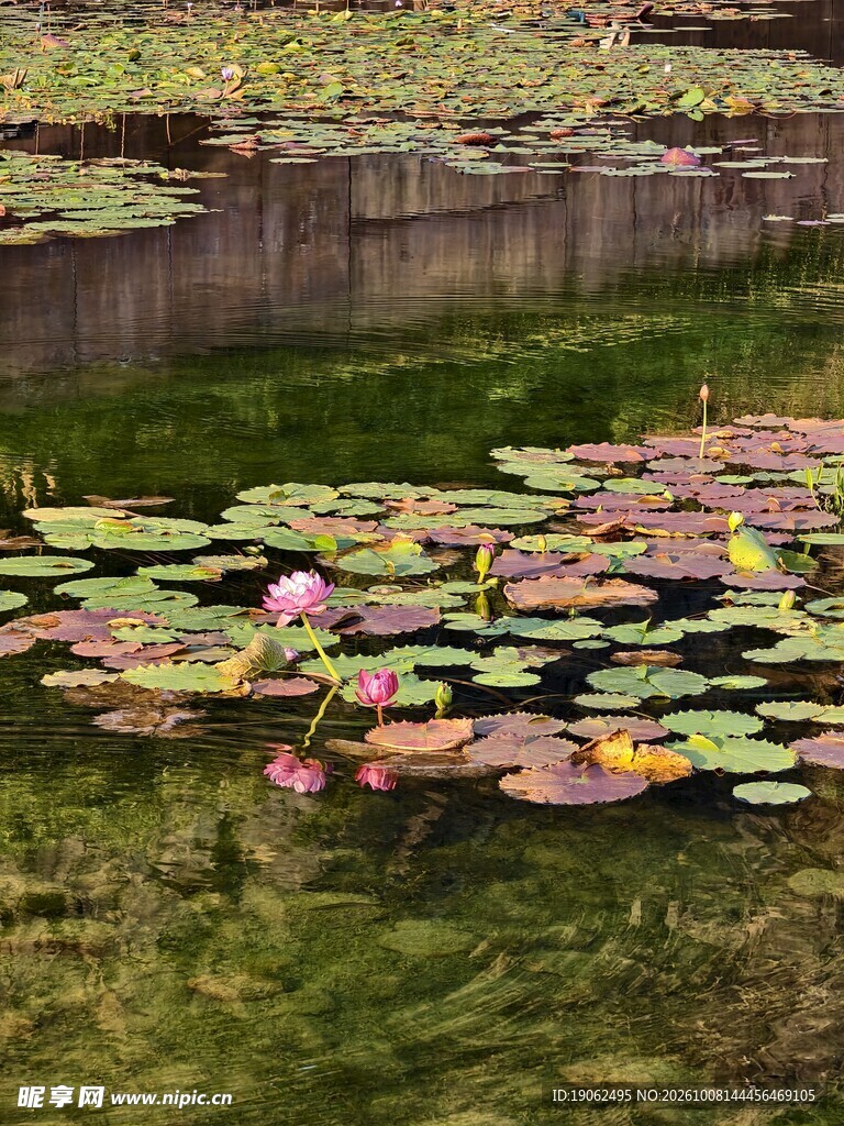 睡莲池