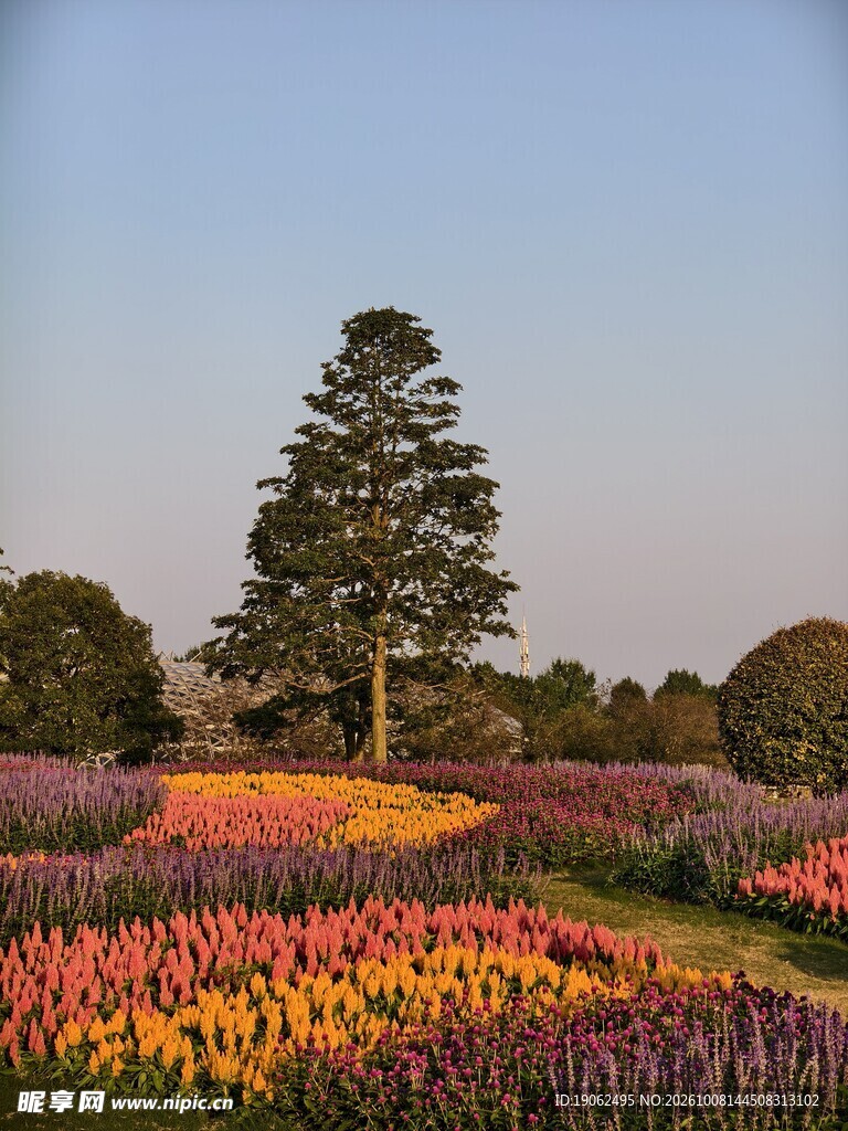秋日五彩花海