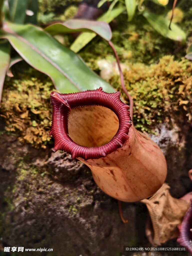 猪笼草