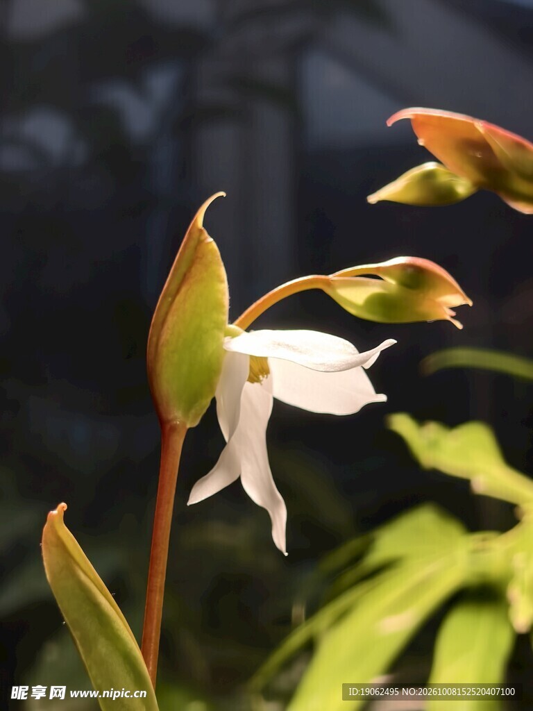 瓶子草开花