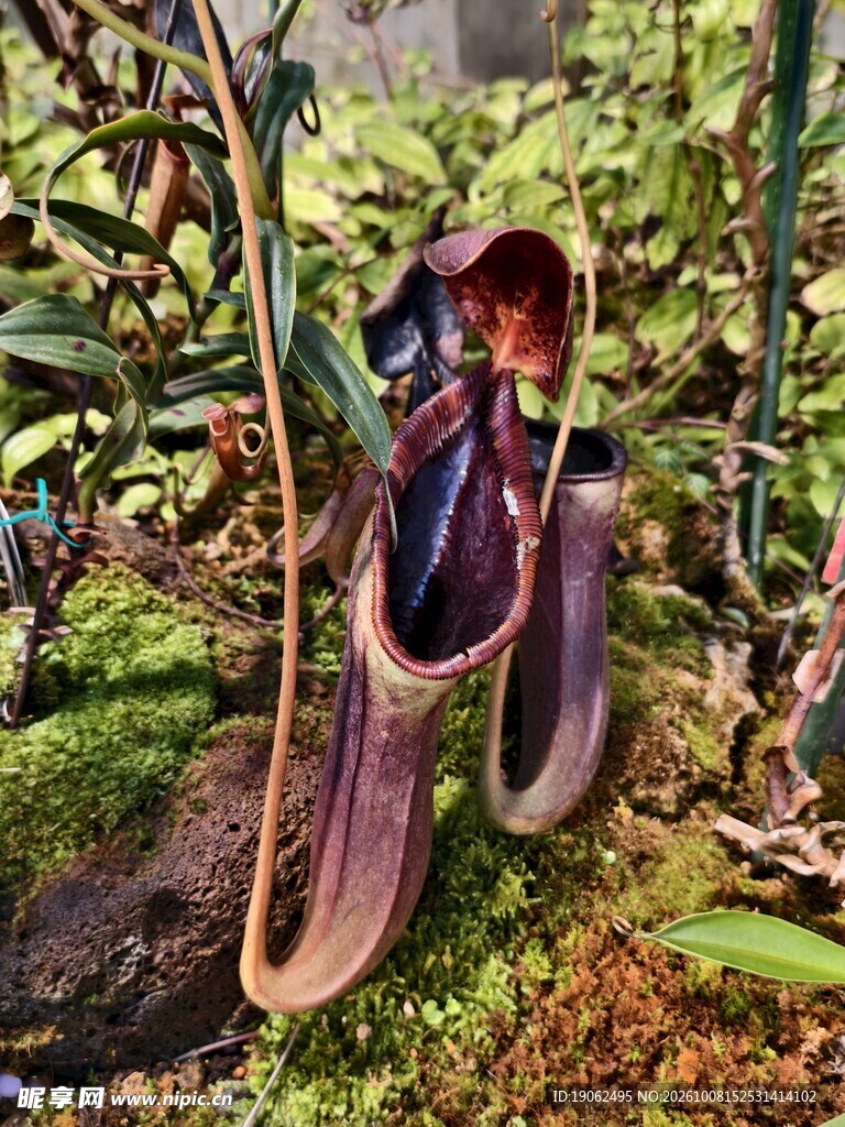 猪笼草