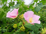 鲜花