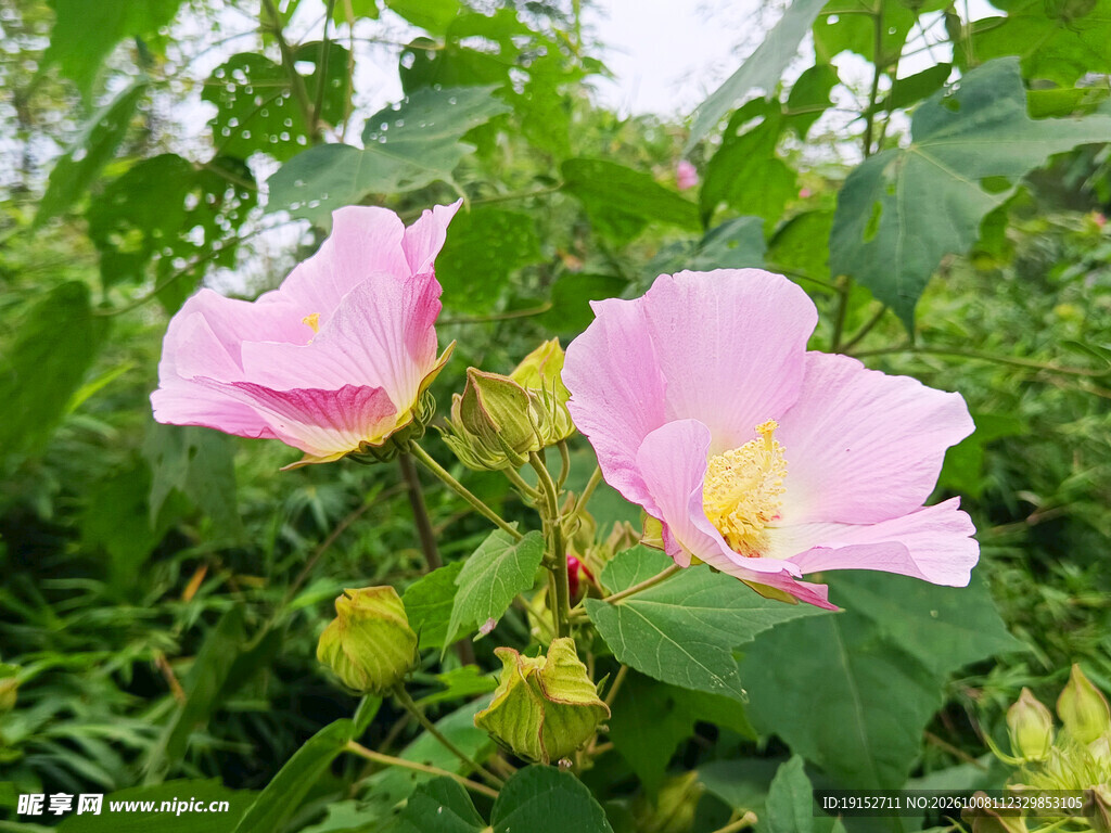 鲜花