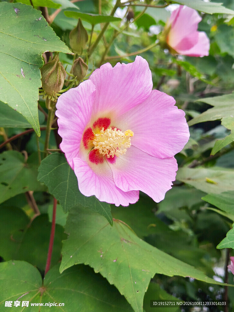 鲜花