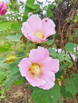 鲜花