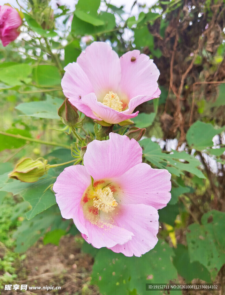 鲜花