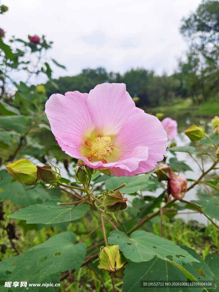 鲜花