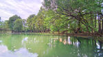 湖畔绿树自然风景