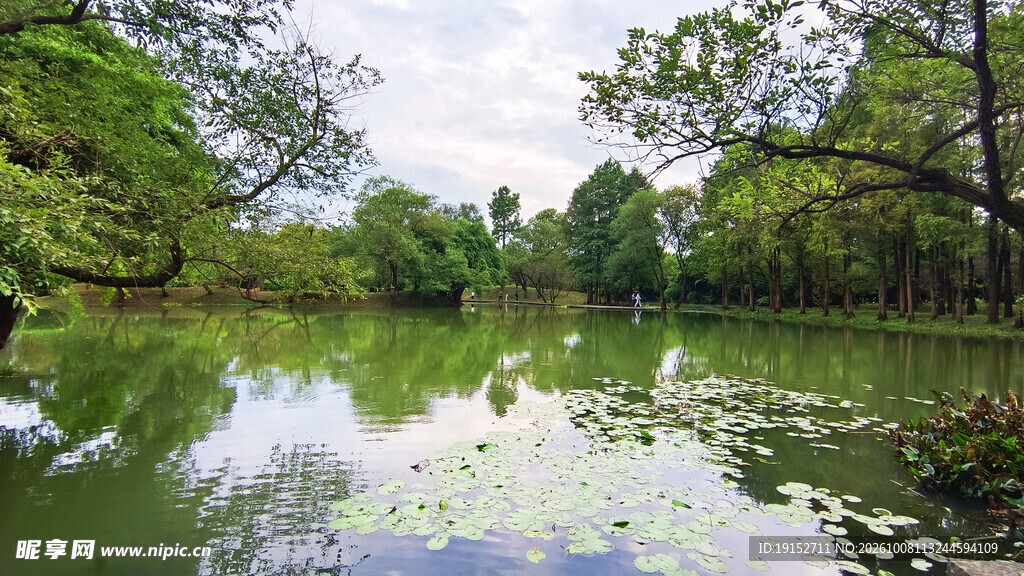湖畔绿树自然美景
