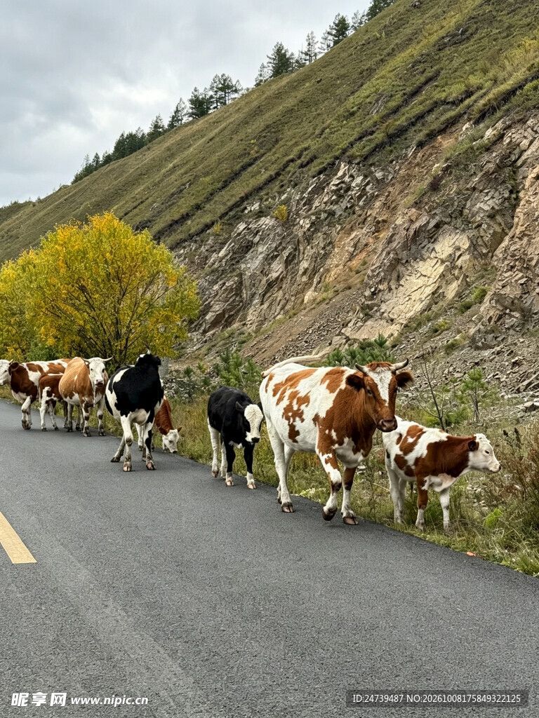 山边公路旁的牛群