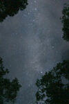 林间暗夜星空