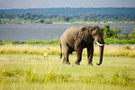 非洲草原野生大象