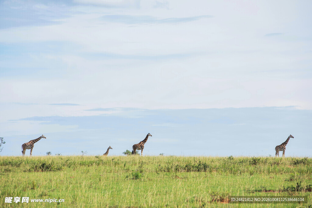 非洲草原长颈鹿群