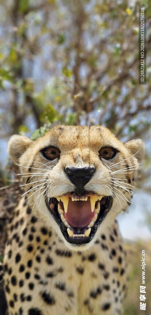 猎豹张嘴正面特写
