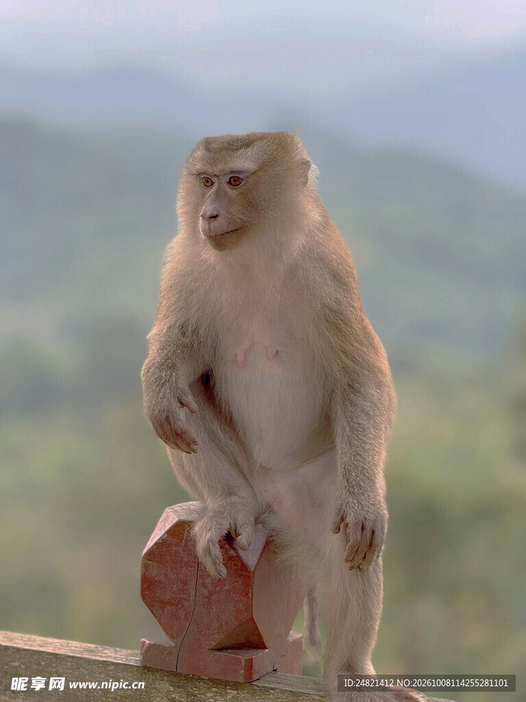 远眺的野生猕猴