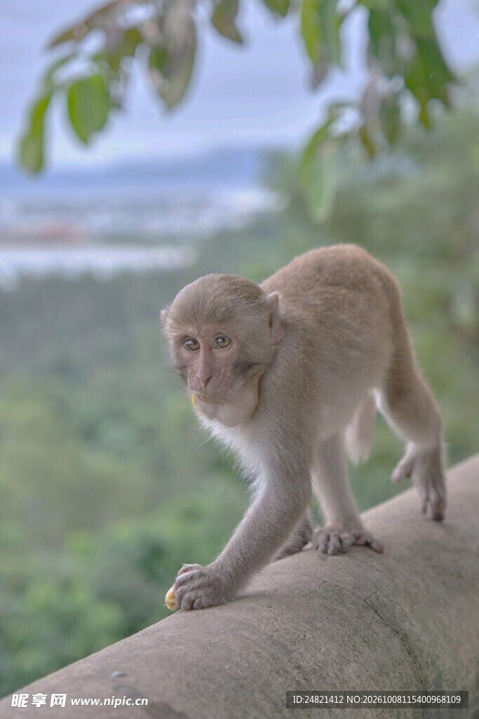 行走的野生小猕猴