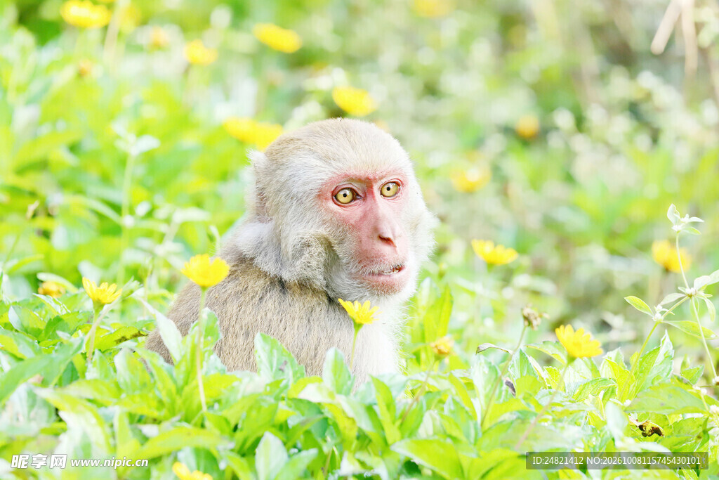 草丛中的白猕猴
