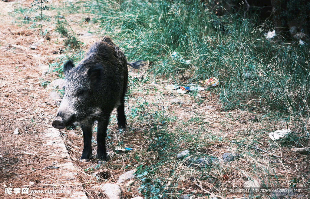 林间野地小野猪