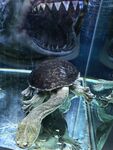 水族箱里的长颈龟