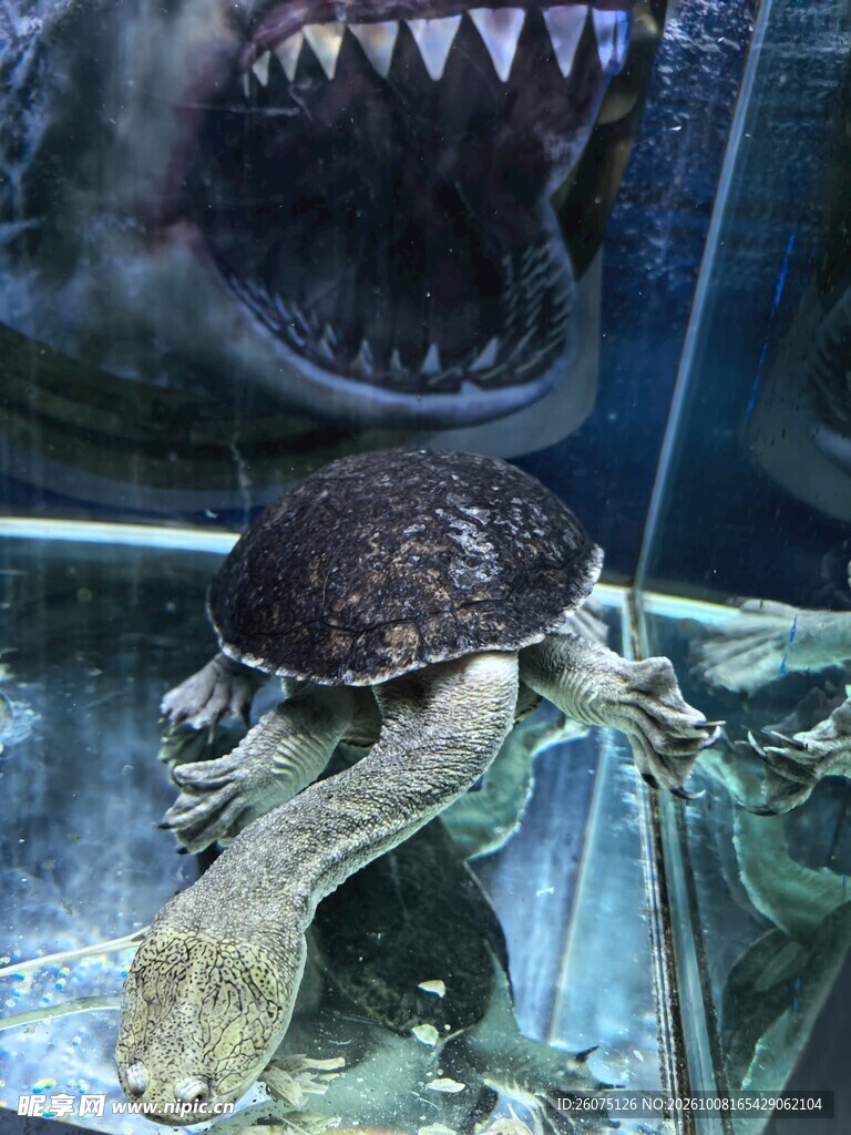 水族箱里的长颈龟